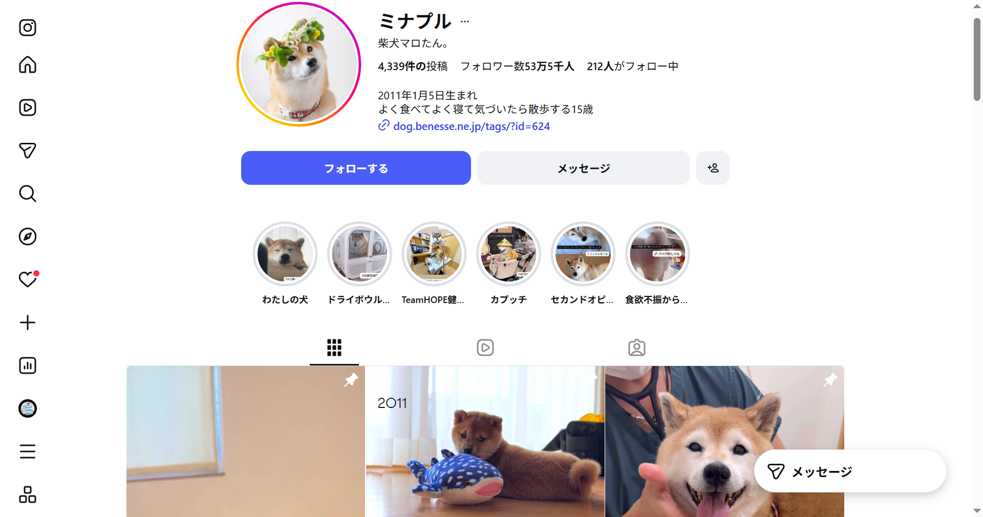 柴犬マロたん。